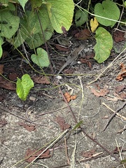 Pholidoscelis exsul
