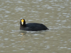 Fulica leucoptera