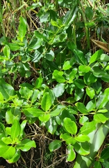 Coprosma macrocarpa