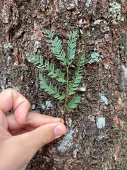 Parapiptadenia rigida