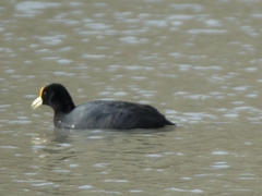 Fulica leucoptera