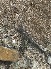 Chiton tuberculatus
