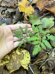 Sceptridium biternatum