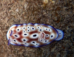 Goniobranchus leopardus