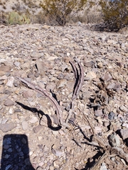 Peniocereus greggii