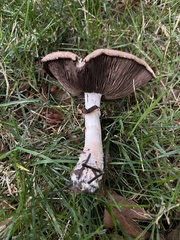 Agaricus sylvaticus