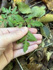 Sceptridium biternatum