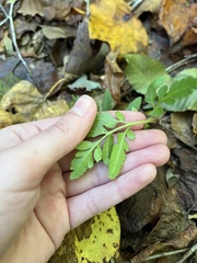 Sceptridium biternatum