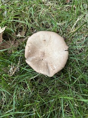 Agaricus sylvaticus