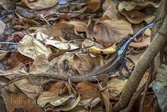 Tropicagama temporalis