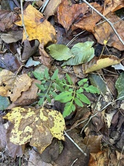 Sceptridium biternatum