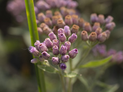 Pluchea odorata odorata