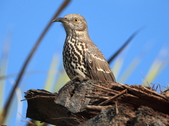 Toxostoma cinereum