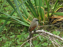 Agelaioides badius