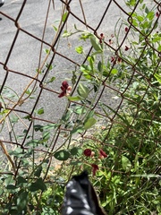 Macroptilium lathyroides