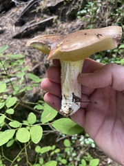 Suillus caerulescens