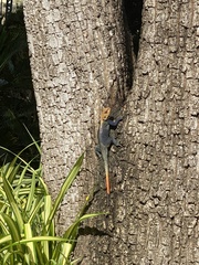 Agama picticauda