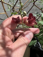 Macroptilium lathyroides