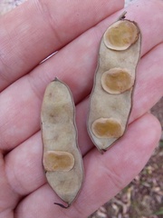 Parapiptadenia rigida