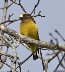 Coccothraustes vespertinus