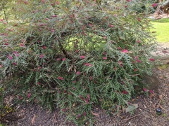 Grevillea longifolia