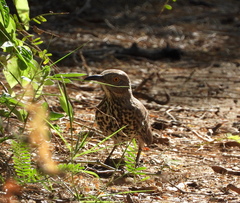 Toxostoma cinereum