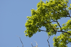 Ruprechtia laxiflora