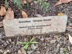 Grevillea longifolia