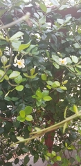 Trachelospermum