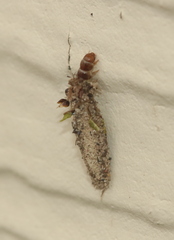 Tineinae