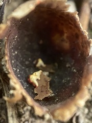 Calostoma