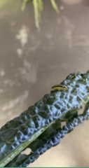 Evergestis rimosalis