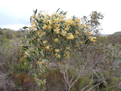 Acacia leiophylla