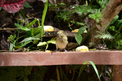 Saltator striatipectus