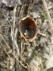 Calostoma