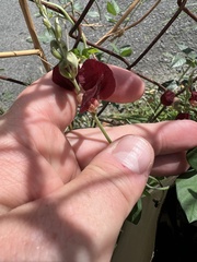 Macroptilium lathyroides