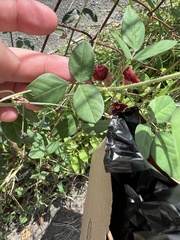 Macroptilium lathyroides