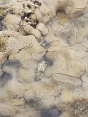 Palythoa caribaeorum