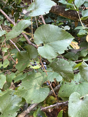 Vitis cinerea