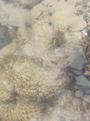 Palythoa caribaeorum