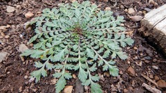 Lepidium didymum