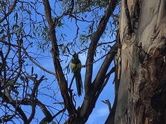 Barnardius zonarius zonarius