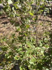 Brickellia californica