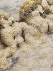 Palythoa caribaeorum
