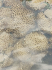 Palythoa caribaeorum