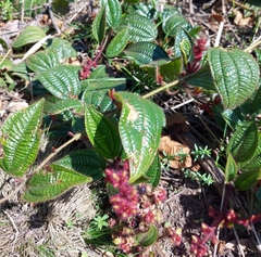 Miconia crenata