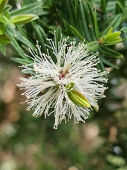 Melaleuca biconvexa