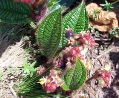 Miconia crenata