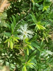 Melaleuca biconvexa