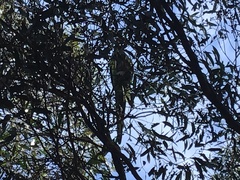 Barnardius zonarius zonarius